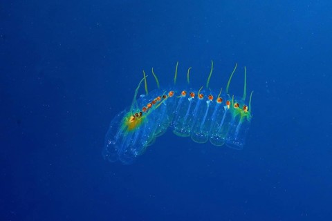 Transparent marine organism, Salpe (Pegea confoederata), in a calm blue environment in the