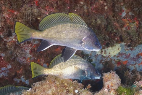 Two common seals (Sciaena umbra) near a reef under water, surrounded by algae in the Mediterranean