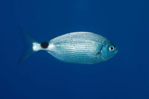 A single sea bream (Oblada melanura) floats in the blue waters of the Mediterranean Sea near Hyères