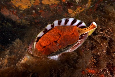 Triton horn (Charonia lampas lampas) in the Mediterranean Sea near Hyères, dive site Giens