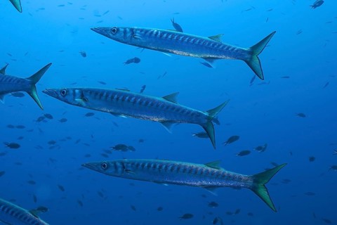 Several barracudas (Sphyraena sphyraena) swimming in the blue underwater world in the Mediterranean