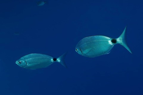 Two sea bream (Oblada melanura) swimming in clear blue water in the Mediterranean Sea near Hyères.