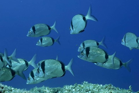 A shoal of silver two-banded seabream (Diplodus vulgaris) swimming in clear blue water in the