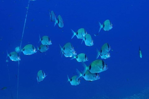 A shoal of two-banded seabream (Diplodus vulgaris) shows movement and harmony in the deep blue