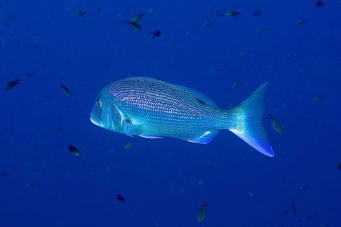 A single fish, dentex (Dentex dentex), swimming in the wide, blue Mediterranean Sea near Hyères,