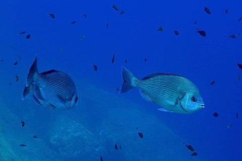 Two striped bream (Spondyliosoma cantharus) roam the azure blue sea water in the Mediterranean near