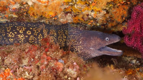 Mediterranean moray eel (Muraena helena) with patterned body peeking out between corals in the