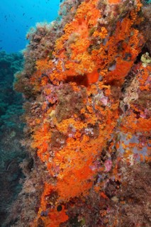 Densely overgrown rock face with bright orange corals, Yellow cluster anemone (Parazoanthus