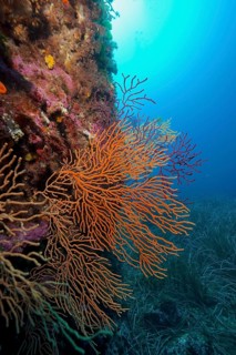Large orange fan coral, yellow gorgonian (Eunicella cavolinii), in front of a blue sea panorama