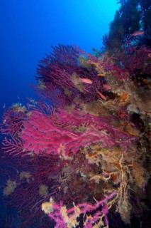 Colourful Violescent sea-whips (Paramuricea clavata) stretch out towards the deep blue waters of