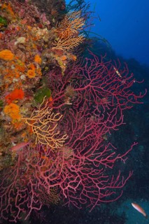Red Violescent sea-whips (Paramuricea clavata) and yellow gorgonians (Eunicella cavolinii) cover an