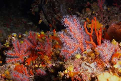 Vibrant orange and red soft corals, red coral (Corallium rubrum), in a dynamic underwater landscape