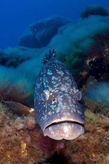 A Dusky Grouper (Epinephelus marginatus) (Mycteroperca marginatus) looks curiously at the camera,