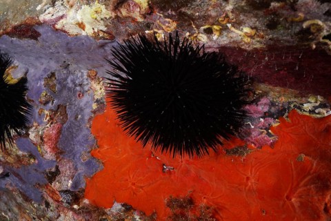 A black sea urchin (Arbacia lixula) on colourful sea sponges and rocks in the Mediterranean Sea