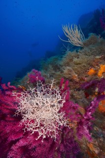 Mediterranean Gorgon Head (Astrospartus mediterraneus) on Violescent sea-whip (Paramuricea clavata)