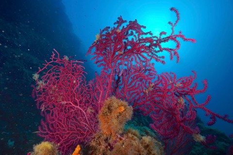 Colourful Violescent sea-whip (Paramuricea clavata) in the blue water of the Mediterranean Sea near