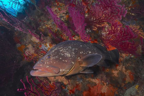 A Dusky Grouper (Epinephelus marginatus) (Mycteroperca marginatus) swims close to shining corals in