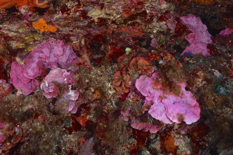 Spreading stone leaf (Mesophyllum expansum) on a rocky underground under water in the Mediterranean