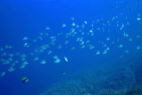 A school of two-banded seabream (Diplodus vulgaris) swimming in the open sea, surrounded by the