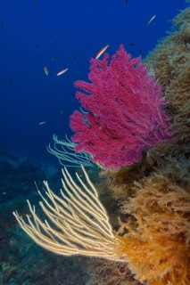 White gorgonian (Eunicella singularis) and Violescent sea-whip (Paramuricea clavata) next to golden