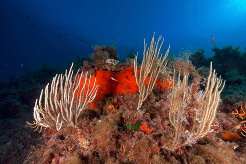 White gorgonians (Eunicella singularis) unfold in front of a deep blue underwater background in the