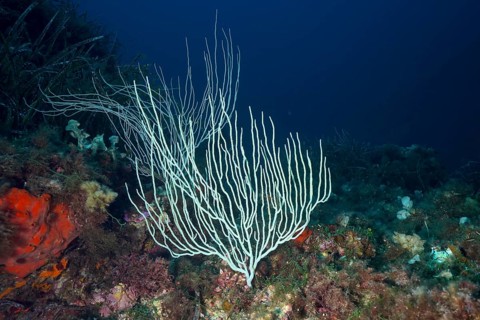White gorgonians (Eunicella singularis) stand out against dark, deep water in the Mediterranean Sea