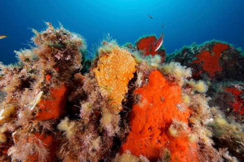 Orange upholstery sponge (Reniera fulva) on the seabed in the Mediterranean Sea near Hyères, dive