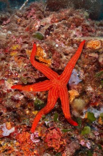 A bright orange starfish, Orange starfish (Hacelia attenuata), on a colourful seabed in the