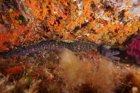 Mediterranean moray eel (Muraena helena) lies hidden among colourful corals in the Mediterranean