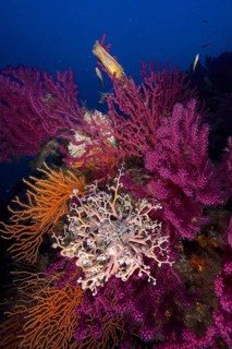 A blaze of colour in the Mediterranean: Violescent sea-whip (Paramuricea clavata) with open polyps,