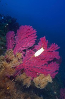 Egg capsule of large spotted catshark (Scyliorhinus stellaris) on Violescent sea-whip (Paramuricea
