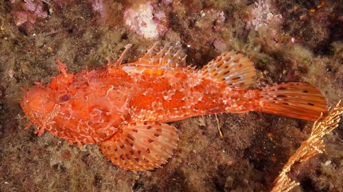 A red scorpionfish (Scorpaena scrofa) resting on the seabed in the Mediterranean Sea near Hyères,