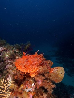 A red scorpionfish (Scorpaena scrofa) resting on a reef in front of a dark sea background in the