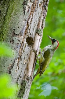 Teutoburg Forest, Lower Saxony, Germany, Green woodpecker (Picus viridis) with red head climbing on