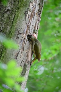 Teutoburg Forest, Lower Saxony, Germany, Green woodpecker (Picus viridis) looking into a hole in