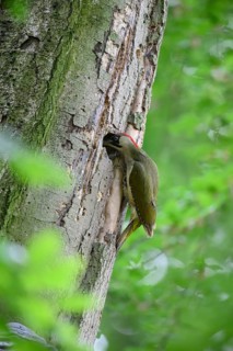 Teutoburg Forest, Lower Saxony, Germany, Green woodpecker (Picus viridis) looking into its nesting