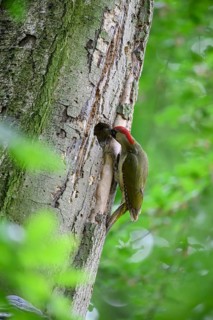 Teutoburg Forest, Lower Saxony, Germany, Green woodpecker (Picus viridis) with red head examining a