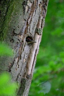 Teutoburg Forest, Lower Saxony, Germany, Green woodpecker (Picus viridis) with red head looks out