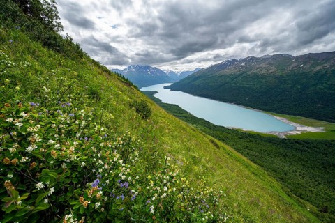 Flower meadow, view of blue lake and mountains on Twin Peaks Trail, Eklutna Lake, Chugach