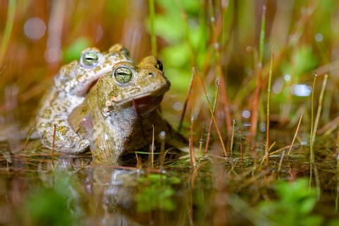 Two green toads (Bufo calamita) are in the water, in mating position, surrounded by tall vegetation
