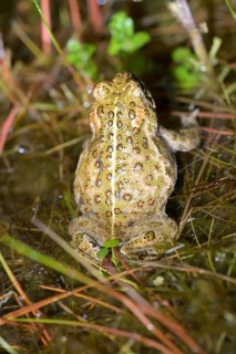 Rear view of a natterjack toad (Bufo calamita) in the grass, sitting well camouflaged in the damp
