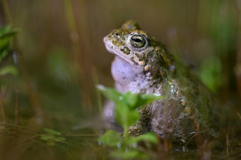 A natterjack toad (Bufo calamita) relaxing in the water of its spawning biotope, surrounded by the