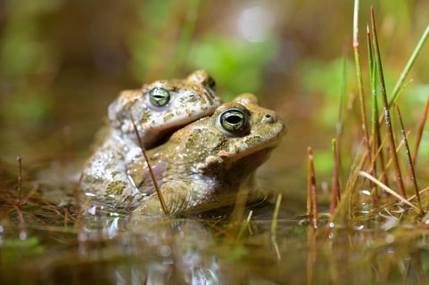 Two natterjack toads (Bufo calamita) mating in the water, surrounded by grasses and plants, in a