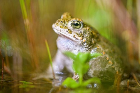 A natterjack toad (Bufo calamita) sits slowly in shallow water, surrounded by plants, Dümmer nature