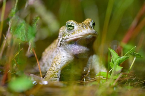 A natterjack toad (Bufo calamita) sits in the water surrounded by plants, creating a calming