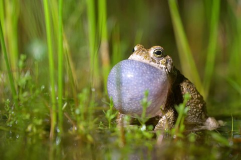 A natterjack toad (Bufo calamita), inflating its throat bladder, sits in the marshy water of its