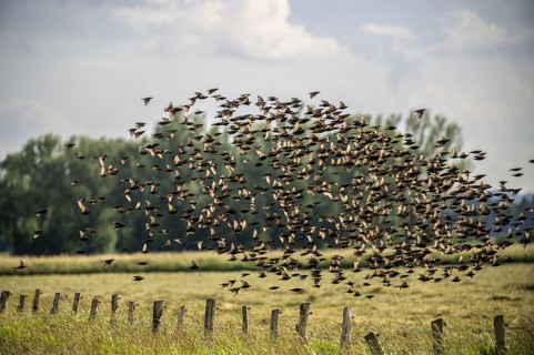 A large flock of starlings (Sturnus vulgaris) flies over a field in front of a cloudy landscape,