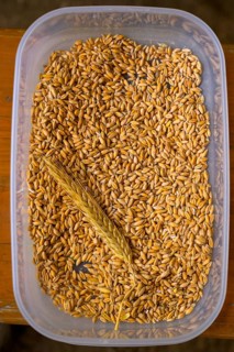 Plastic container with tritical grains and an ear of corn, event for schoolchildren of the