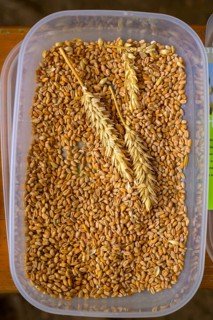 Plastic container with wheat grains (Triticum spec.) and two ears of wheat, event for