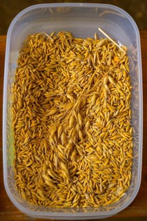 Close-up of a plastic container full of golden oat grains (Avena spec.), event for schoolchildren